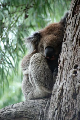 Australien