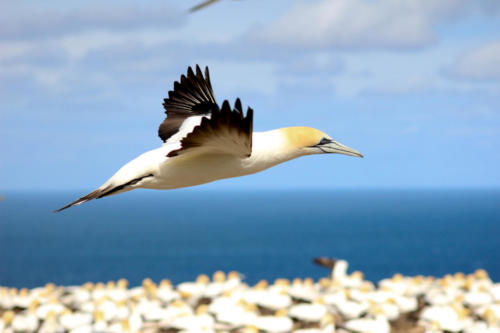 Neuseeland