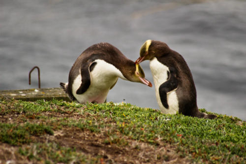 Neuseeland